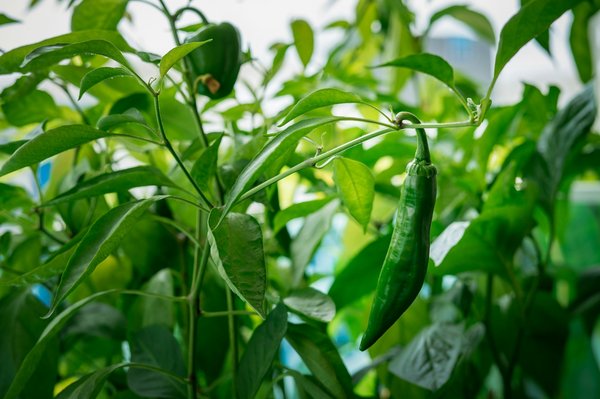 What Are the Best Practices for Growing Chillies Indoors in the UK?